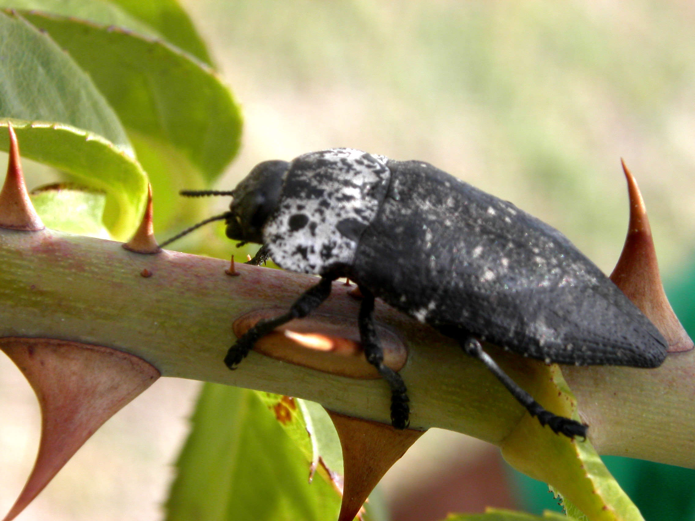 Coleottero o escremento? Capnodis tenebrionis